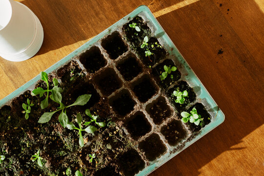 Seedling Tray in Warm Light