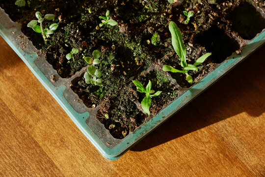 Seedlings Sprouting in Tray