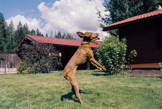 a red-haired dog of the Vyzhla breed