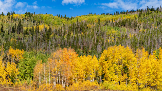 Fall colors in Colorado