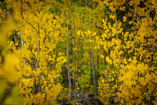 Fall colors in Colorado