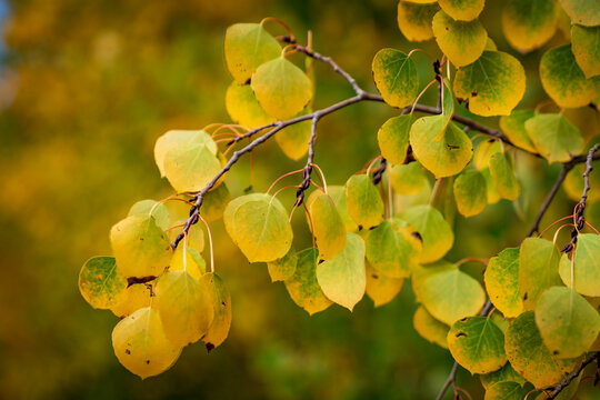 Fall colors in Colorado