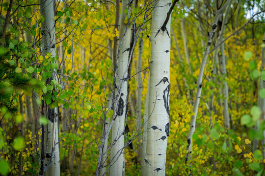 Fall colors in Colorado