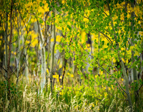 Aspen Tree Fall Color landscapes in Colorado Rocky Mountains 
