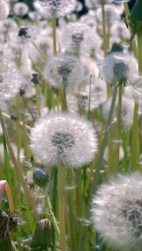 Fluffy Seeds dandelions Flying Over the Clearing. Shot on super slow motion camera 1000 fps.
