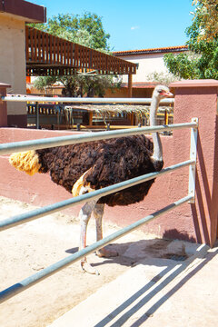 Camel fun park and zoo at Cyprus near Larnaca city. Ostrich birf found in the farm park