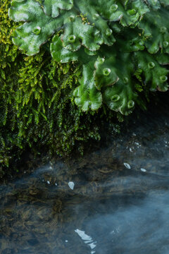 Liverwort, Moss and River