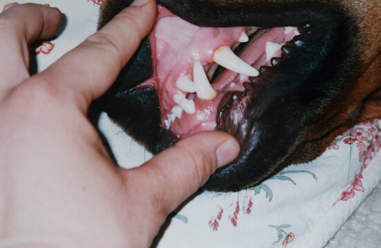 Hand showing to camera dog baring her teeth