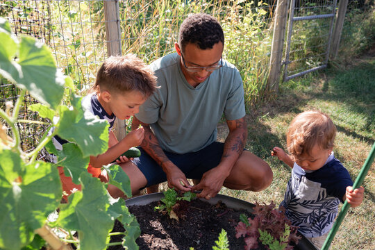 Family gardening: father teaching children to pick lettuce