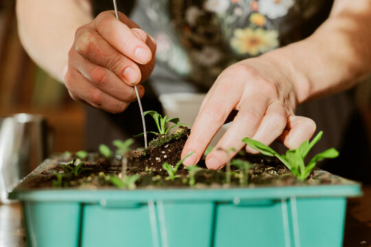 Hands Transplanting Tiny Seedlings