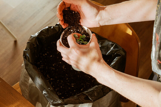 Adding Soil to Potted Seedling