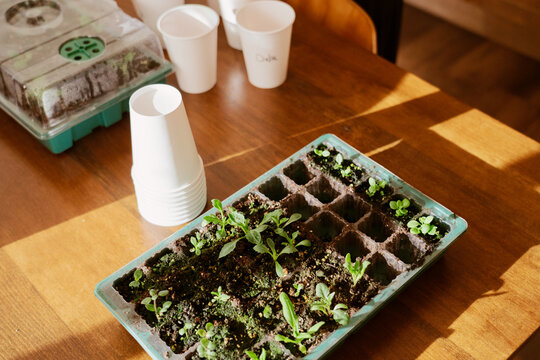 Young Seedlings in Starter Tray