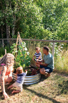 Family gardening moment with kids harvesting zucchini in backyard