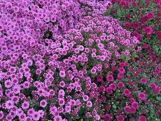 Fototapeta premium Flowerbed with pink garden mums chrysanthemums