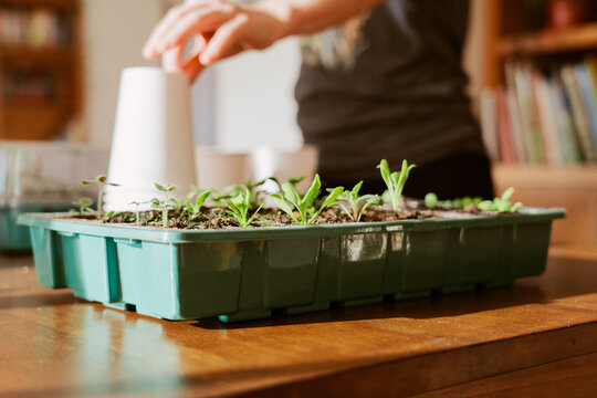 Growing Seedlings Indoors