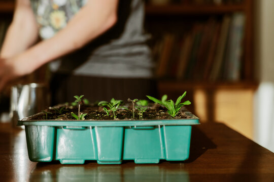Seedling Tray on Wooden Table