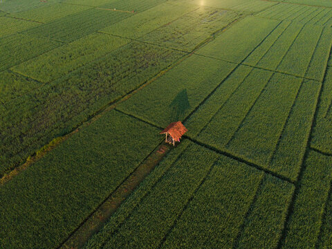 Aerial View Of A Small Hut Amid Rice Paddies