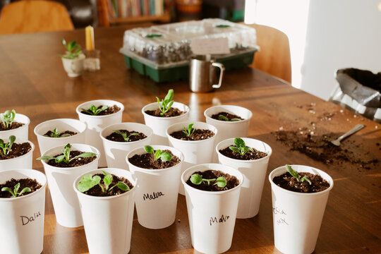 Labeled Seedling Cups on Table