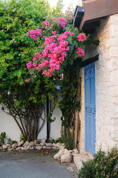 Flowers Grow Beside a Blue Door in a Garden Setting