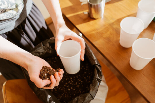 Filling Cups with Potting Soil
