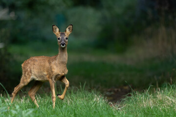 Roe Deer in Woodland, East Neuk of Fife, Scotland © David McCreight