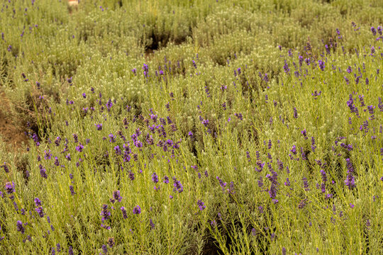 Top view texture of blooming purple lavender bushes field background