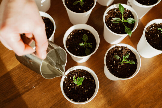 Hand Watering Seedling Cups