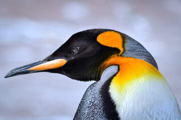 Close up portrait profile of a king penguin © Khaleel