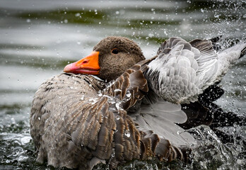 Graylag goose up close splashing around in water in Hyde park Serpentine lake © Khaleel