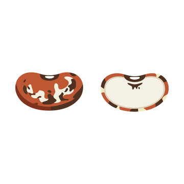 Two colorful pinto beans shown as a full bean and a bean outline icon for cooking and food design Vector
