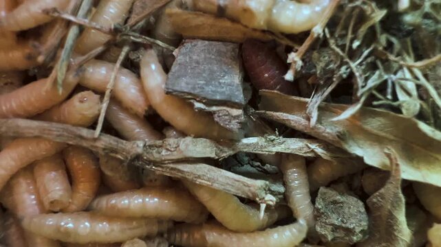 Macro close-up shot of live white maggots and larvae wriggling in soil and wood debris. 4K.