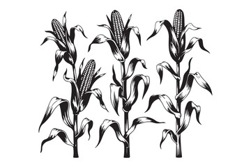 Obraz premium Three corn stalks growing with ears of corn agriculture vegetable botanical