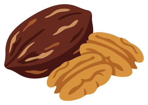Pecan nuts isolated on white background