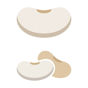 Flat vector illustration of white kidney beans isolated on a simple background Vector