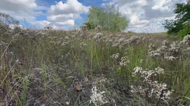 grass and sky