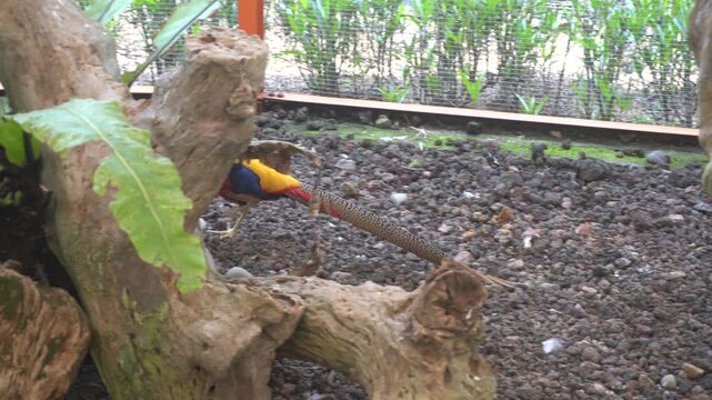 Golden pheasant strolling across rocky ground beside weathered tree roots.