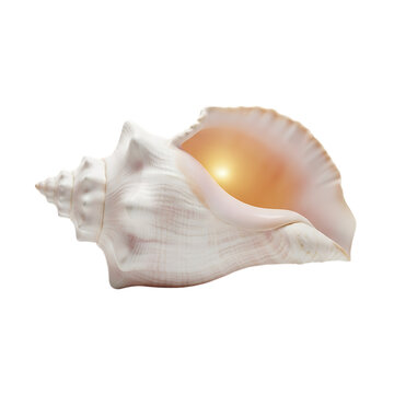 Large white conch shell with ocean shell, marine life, nautical decor as isolated object