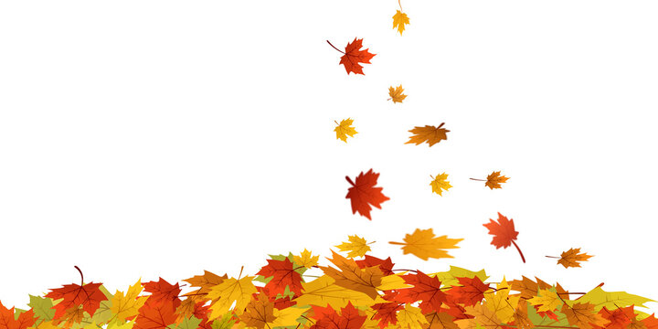 Falling autumn maple leaves stack on transparent background. Colorful red, orange, and yellow autumn maple leaves. seasonal design elements.