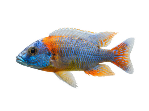 Colorful peacock cichlid fish swimming isolated on a white background