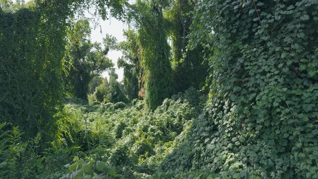Thick green invasive vines heavily covering trees and dense forest vegetation