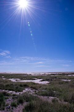 Vast expanse of the Etosha salt pan in Namibia featuring dry grassy terrain and saline soil crust stretching toward a flat horizon under a clear blue sky.