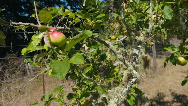 Fresh apples ripening on tree branch covered in lace lichen along Sonoma Coast