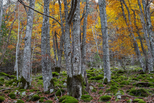 Autumn beech forest in Sierra Cebollera Natural Park, La Rioja, Spain, with slender trunks, golden foliage and moss-covered ground, peaceful woodland landscape with no people