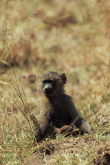 Young olive baboon monkey sitting in savannah grass © mmirophotostock