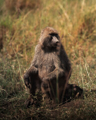 Olive baboon sitting upright on grassy mound © mmirophotostock