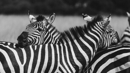 Black and white photo of zebras standing together in herd © mmirophotostock