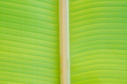banana leaf background