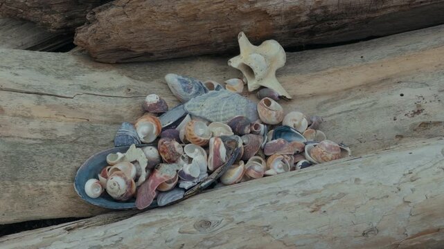 A collection of small sea shells fills an abalone shell on driftwood