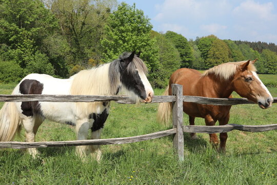 Two horses standing peacefully by a rustic wooden fence in a lush green countryside meadow