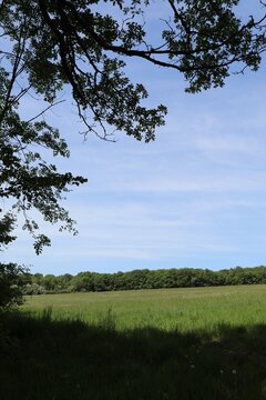 A serene landscape featuring a lush green meadow framed by tree branches under a clear blue sky